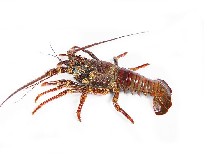 Lobster Bambu (Panulirus versicolor).jpg