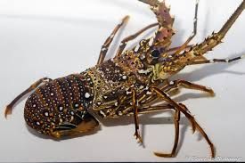 Lobster Batik Panulirus longipes.jpeg