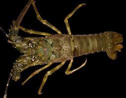 Lobster Batu Pasir (Panulirus homarus).jpeg
